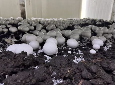 江都大橋 科技賦能蘑菇產(chǎn)業(yè)，智能種植與生物基材料研發(fā)引領綠色未來